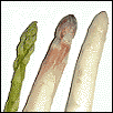 Spargelfarben: weißer, violetter oder grüner Spargel Spargelfarben: weißer, violetter oder grüner Spargel