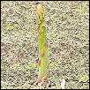 Spargel wird gewaschen und Sortiert
