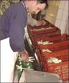 Spargel wird gewaschen und sortiert